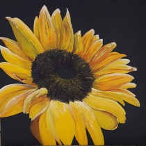 Zonnebloem