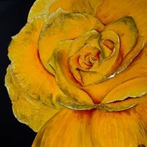 Gele roos