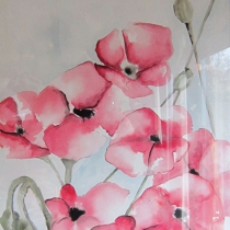 Papaver