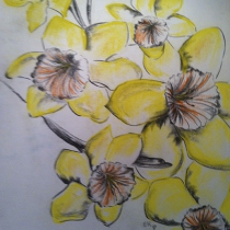 Narcissen